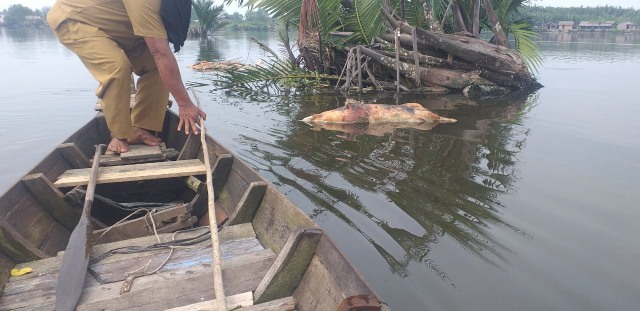 Bangkai babi yang mengambang di Sungai Berderah, Medan. Foto: Dok. Istimewa