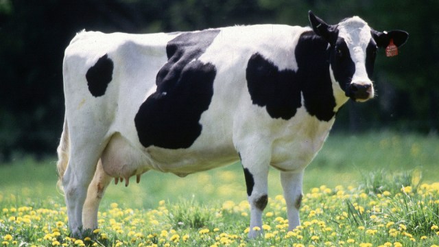 Foto: Pauline Wayne adalah sapi gemuk yang diizinkan berkeliaran bebas di halaman Gedung Putih Amerika Serikat 