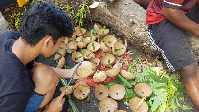 BDC Akan Merehabilitasi Terumbu Karang Dengan Teknik Bioreeftek
