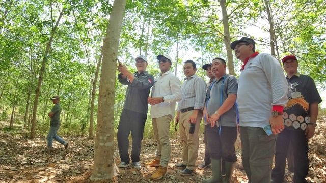 Seremonial penyadapan getah karet di kawasan perhutanan sosial, Desa Tebing Siring, Kabupaten Tanah Laut, Jumat (8/11). 