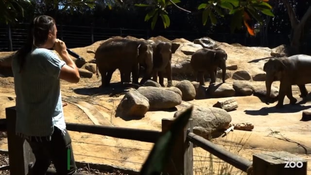 Konser untuk gajah.