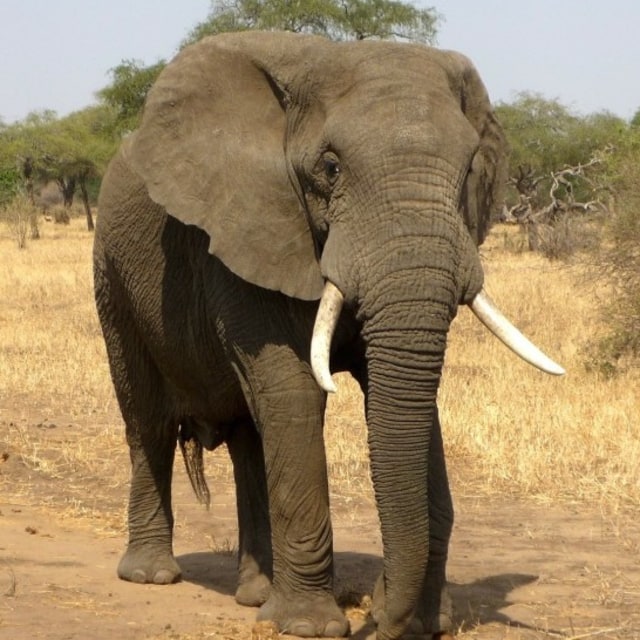 Ilustrasi gajah.  Foto: Pixabay