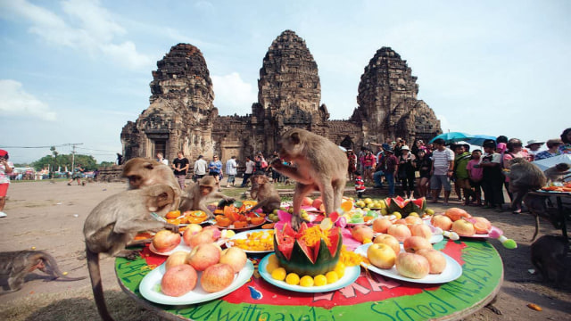 Foto: Lopburi Monkey Festival adalah lambang "terima kasih" terhadap monyet