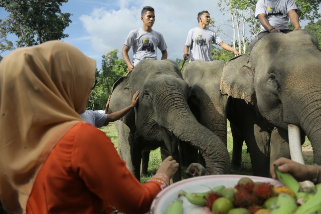 Foto: Melihat Serunya Kamping Bareng Gajah di CRU Sampoiniet, Aceh (102639)