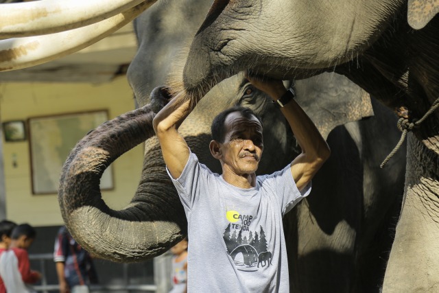 Foto: Melihat Serunya Kamping Bareng Gajah di CRU Sampoiniet, Aceh (102640)