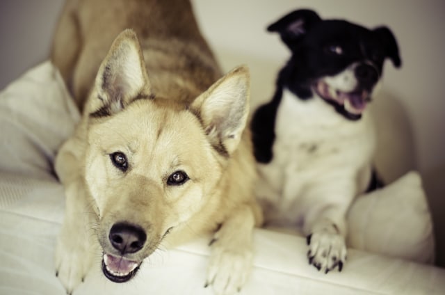 Ilustrasi anjing rabies. Foto: Pixabay
