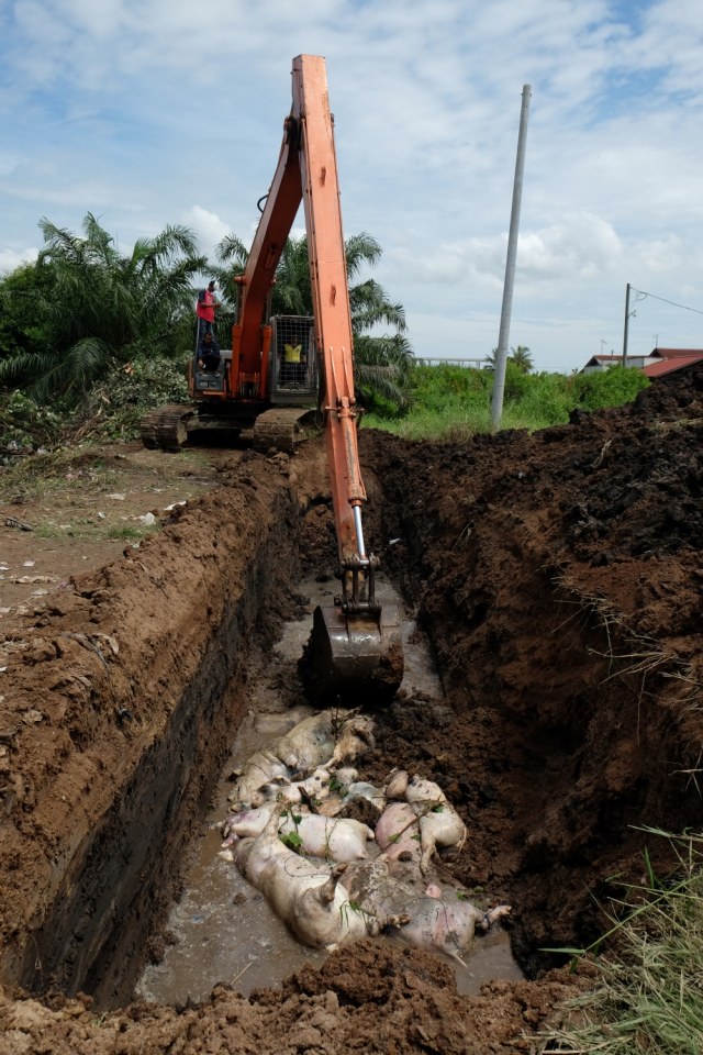 Petugas dengan alat berat memasukkan bangkai babi ke lubang saat akan dikuburkan, di tepi Sungai Bederah, Kelurahan Terjun, Medan, Sumatera Utara. Foto: ANTARA FOTO/Irsan Mulyadi