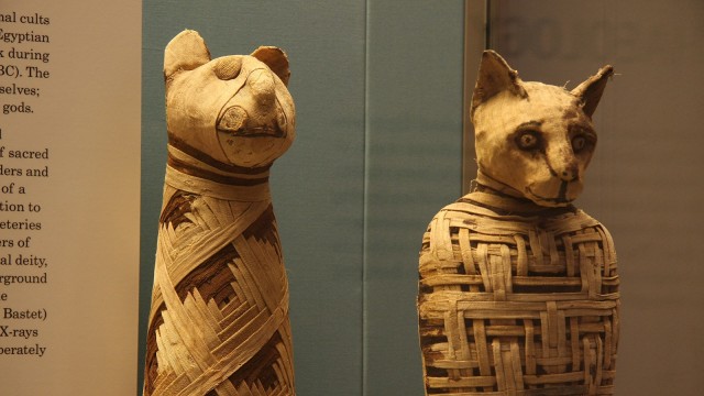 Foto: Penduduk Mesir Kuno percaya hewan sangat penting bagi kelangsungan hidup fisik dan spiritual salah satunya adalah Kucing 