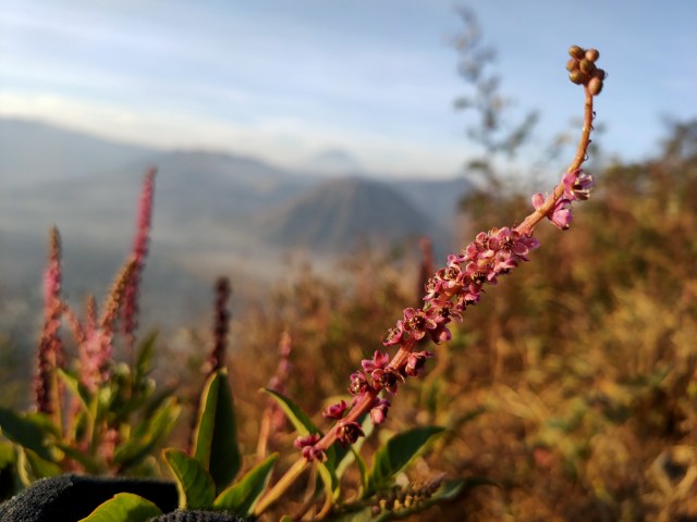 Hasil Foto Kamera Oppo Reno 2