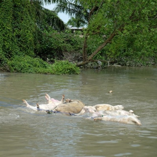 Ilustrasi bangkai babi mengapung di sungai. Foto: Foto: ANTARA FOTO/Irsan Mulyadi
