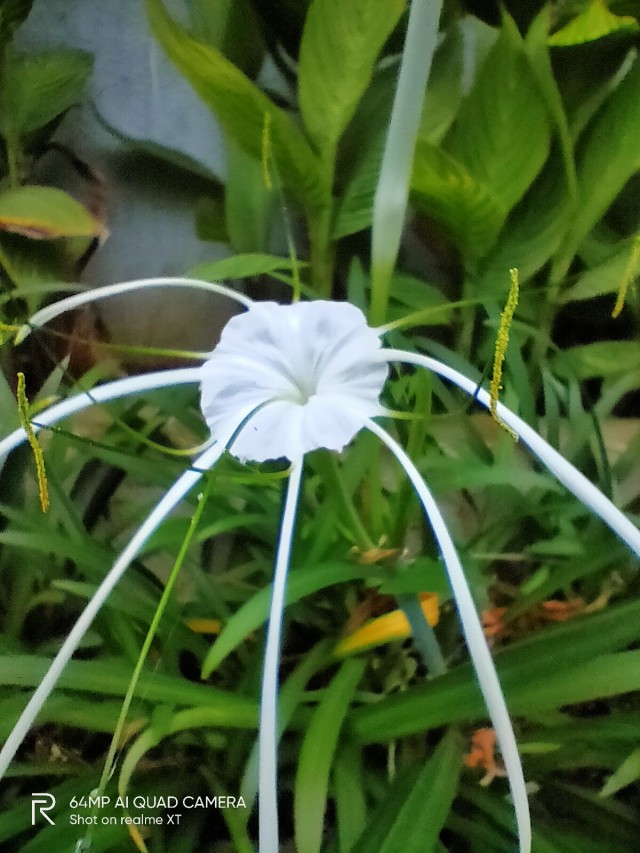 Hasil Foto Realme XT