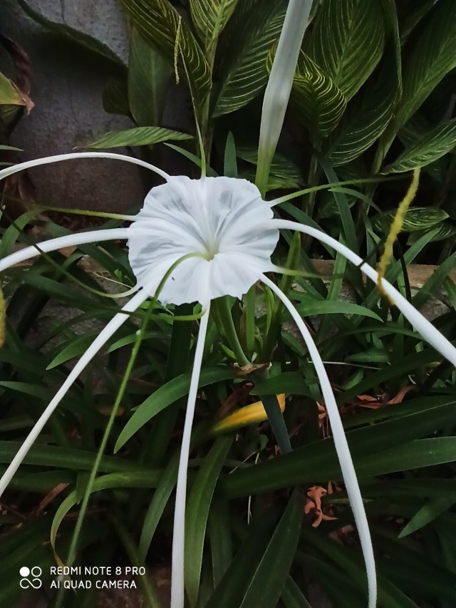 Hasil foto Redmi Note 8 Pro