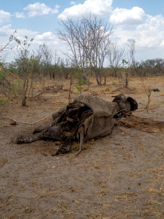 Bangkai gajah yang mati karena kekeringan di Taman Nasional Hwange, di Zimbabwe. Foto: AFP/ZINYANGE AUNTONY