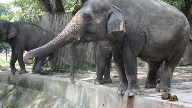 Foto: Gajah yang dipelihara di kebun binatang 