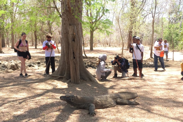 Viral Foto Komodo Adang Truck di Pulau Rinca, Ini Kata LIPI (2)