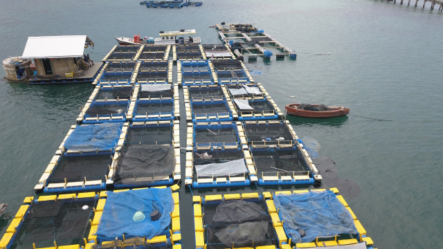Kegiatan perikanan budidaya air tawar dan di pesisir menjadi salah satu andalan produksi perikanan nasional. Foto: Dok. KKP