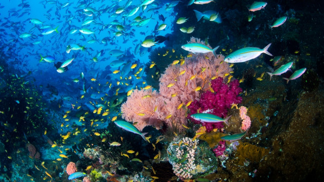 Ikan dan terumbu karang warna-warni menghias alam bawah laut Raja Ampat. Foto: Shutter Stock
