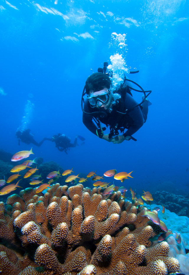 Ilustrasi penyelam tengah menikmati indahnya bawah laut (portrait) Foto: Shutter Stock