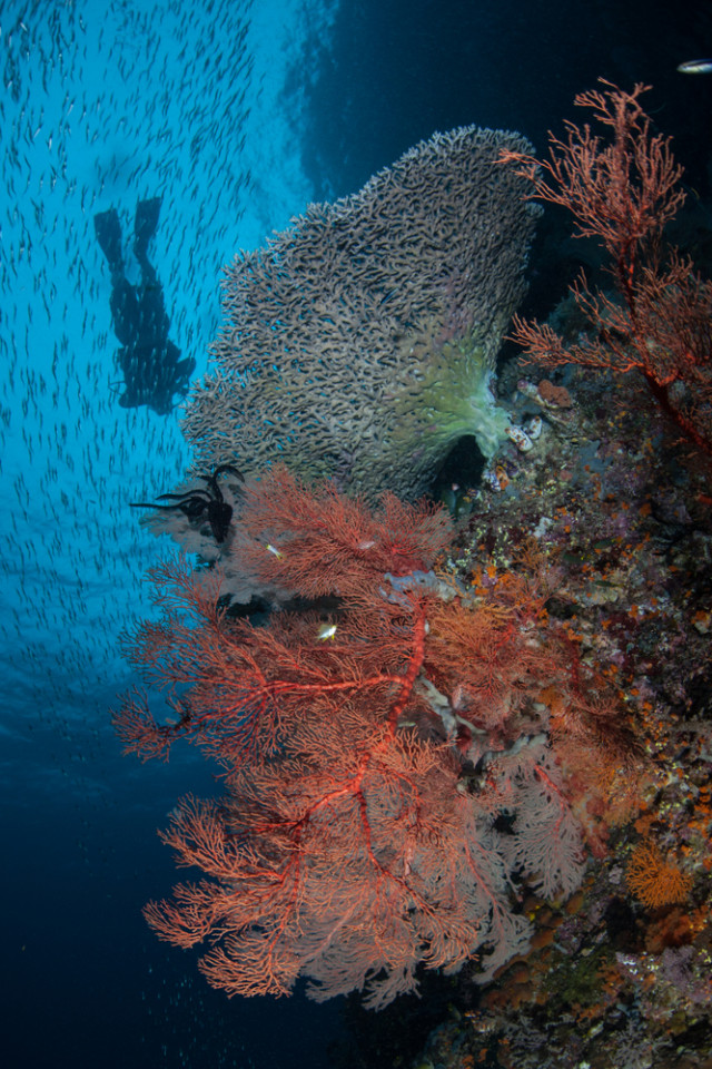 Penyelam di tengah ragam terumbu karang dan ikan-ikan yang asyik berenang di laut Raja Ampat (portrait) Foto: Shutter Stock
