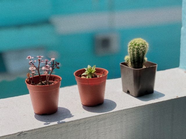 Letakkan kaktus di dekat jendela atau ruang tamu. Foto: Unsplash
