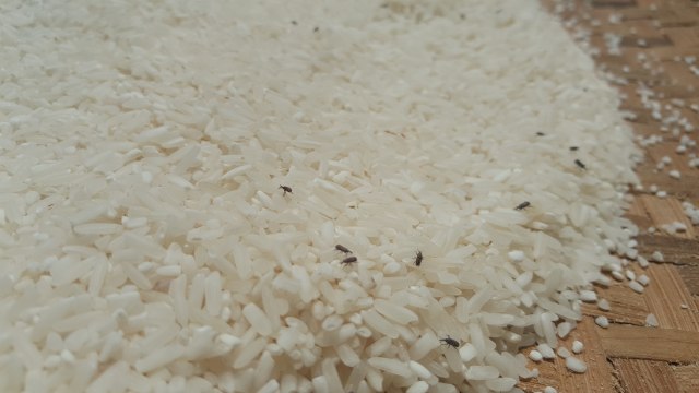 Cara mengusir kutu beras di rice box