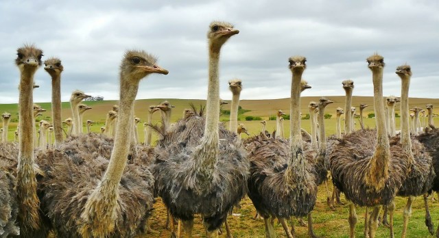 bird-242715_1920.jpg