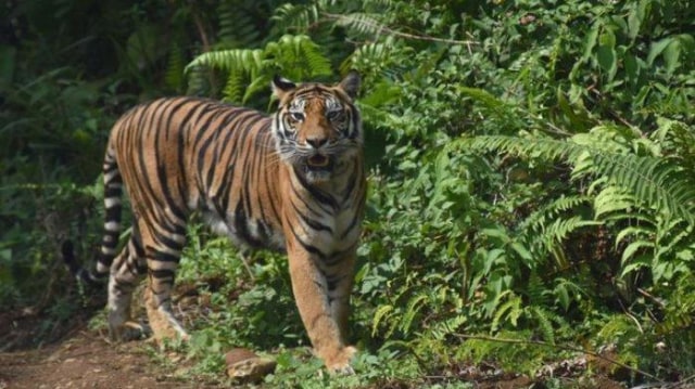 (Ilustrasi) Harimau Sumatera. Foto: Dok. Kementerian Lingkungan Hidup dan Kehutanan