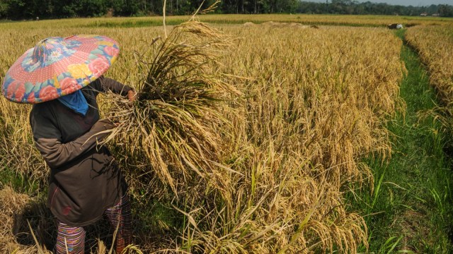 Petani memanen padi di Desa Cilangkap, Lebak, Banten. Foto: ANTARA FOTO/Muhammad Bagus Khoirunas