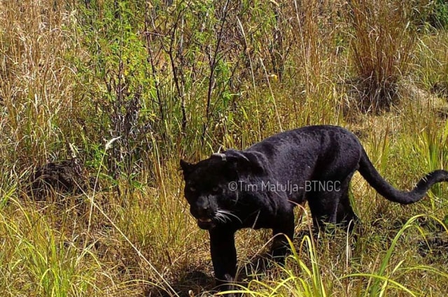 Macan tutul hitam Jawa di Gunung Ciremai. (Istimewa/BTNGC)