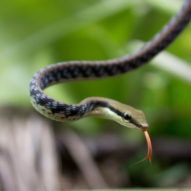 Ular Dendrelaphis pictus, atau bronzeback. Foto: commons.wikimedia.org