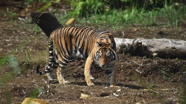 Ilustrasi harimau sumatera. (foto: commons wikipedia)