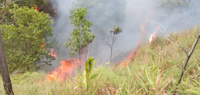 Api dengan ganas membakar kawasan rehabilitasi hutan di Kota Sorong, Selasa (19/11), foto : Ana