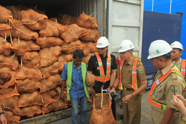 Ekspor kelapa utuh dari Sumatera Selatan di kembalikan karena sudah bertunas. Foto. Istimewa.