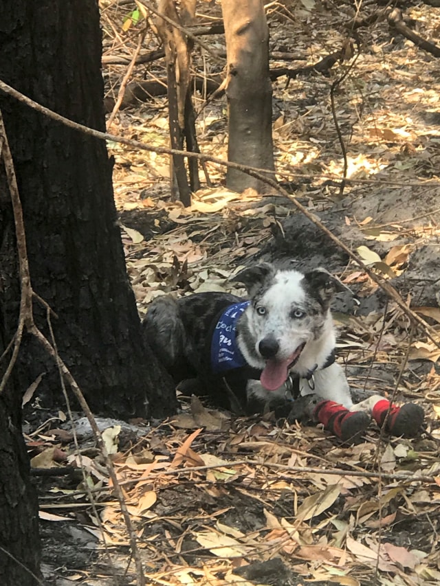 Bear Anjing Penyelamat Koala Dari Kebakaran Hutan Di Australia