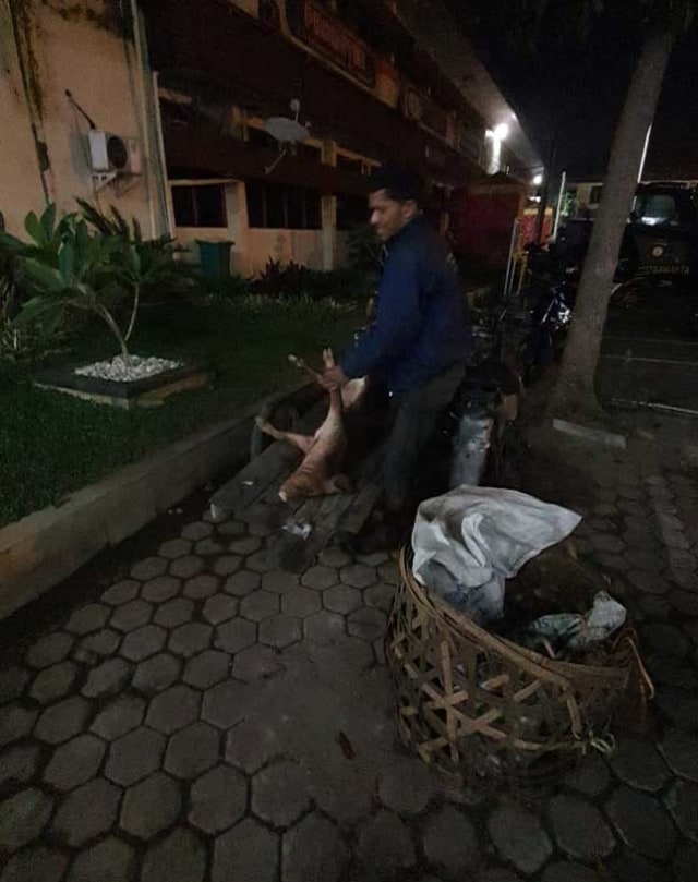 Tukang Becak di Medan Ditangkap Polisi Saat Bawa Bangkai Babi (85365)