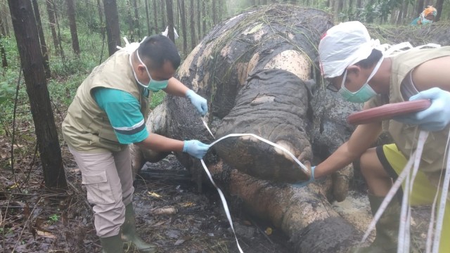 TIM Kedokteran Hewan Balai Besar Konservasi Sumber Daya Alam (BBKSDA) Riau saat memeriksa dan mengotopsi Gajah Sumatera berusia 40 tahun yang tewas dipenggal pemburu. (Foto: BBKSDA Riau) 