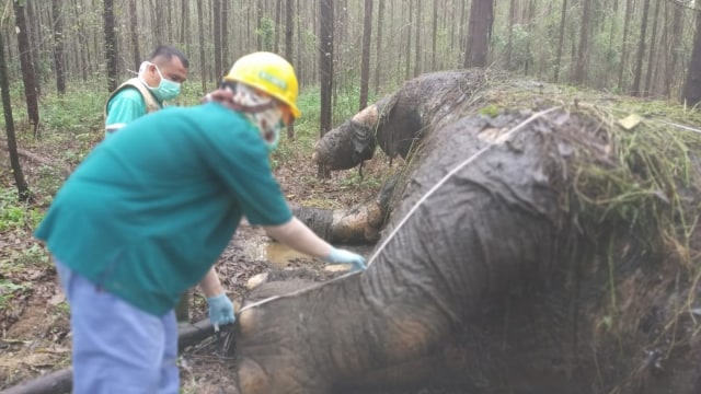 Sadis, Pemburu Tebas Kepala Gajah Sumatera, Lalu Potong Gadingnya (32523)