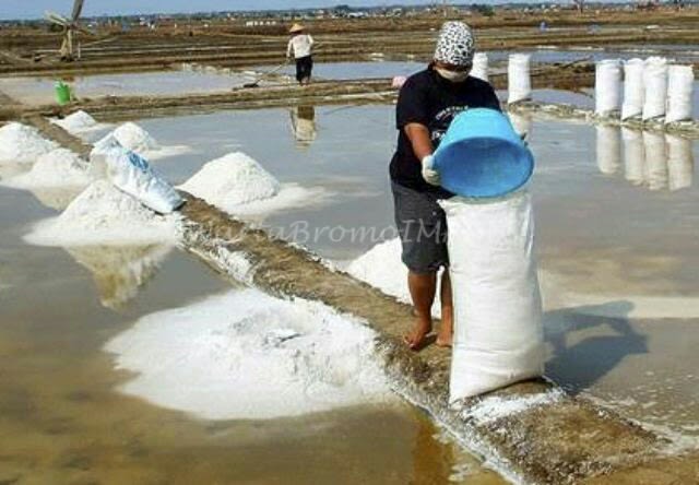 Seorang petani tengah memasukkan garam ke sak. WARTABROMO/dok.