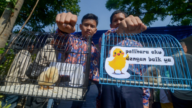 Perwakilan siswa menunjukan anak ayam yang diberikan Wali Kota Bandung Oded M Danial di Gedebage, Bandung, Jawa Barat, Kamis (21/11/2019). Foto: ANTARA FOTO/Raisan Al Farisi