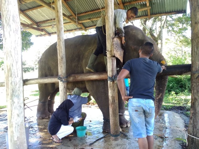 Gajah