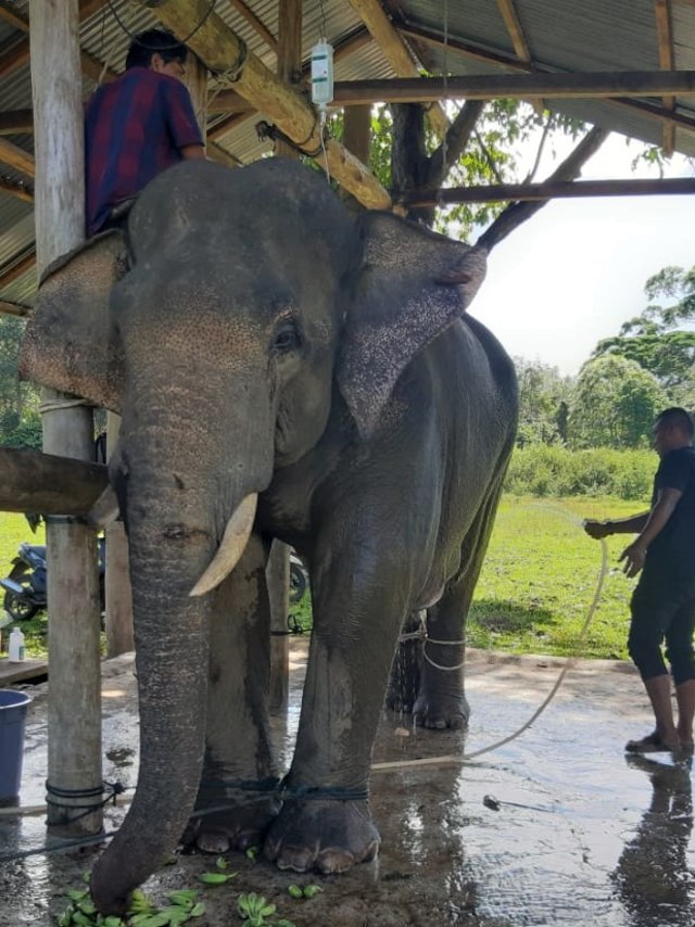 Gajah, POTRAIT