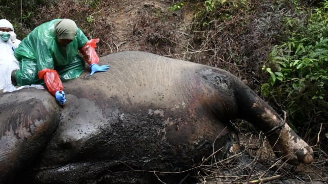Gajah