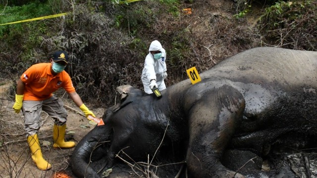 Gajah liar ditemukan mati di perkebunan warga. Foto: dok polres aceh timur