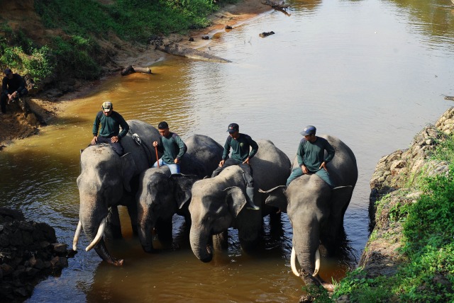 Ilustrasi gajah jinak di CRU Trumon, Aceh Selatan. Foto: Adi Warsidi