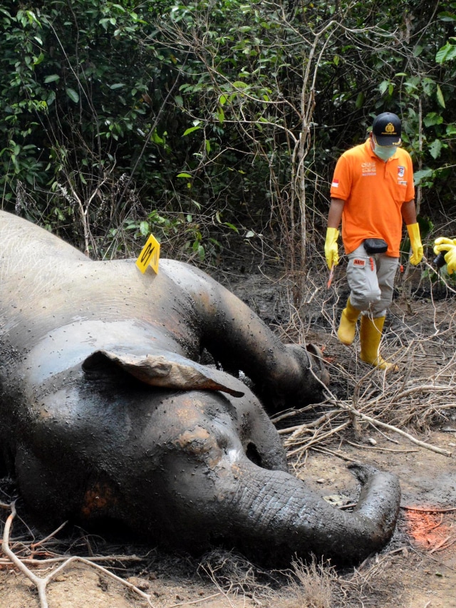 Tim Dokter Hewan Balai Konservasi Sumber Daya Alam (BKSDA) Aceh bersama tim identifikasi Polres Aceh Timur melakukan proses pembedahan gajah Sumatra. Foto: ANTARA FOTO/Cek Mad