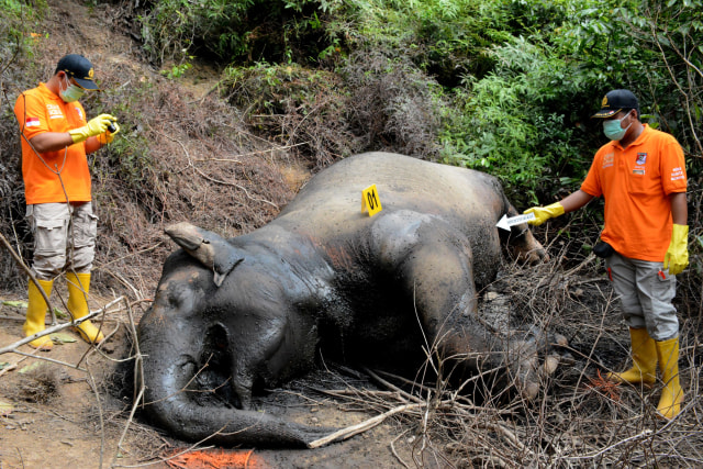 Gajah Aceh mati
