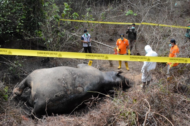 Gajah Aceh mati