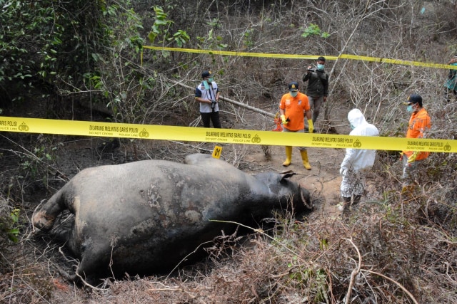 Tim Dokter Hewan Balai Konservasi Sumber Daya Alam (BKSDA) Aceh bersama tim identifikasi Polres Aceh Timur melakukan proses pembedahan gajah Sumatra. Foto: ANTARA FOTO/Cek Mad