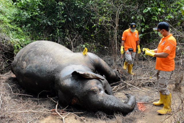 Gajah Aceh mati