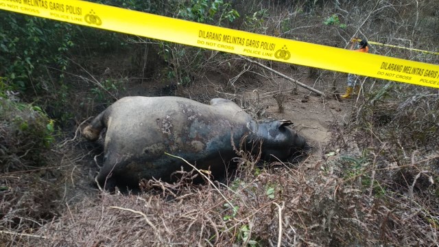 Gajah Sumatera liar yang ditemukan mati di kawasan perkebunan di Desa Seumanah Jaya Kecamatan Rantau Peureulak Aceh Timur. .jpeg